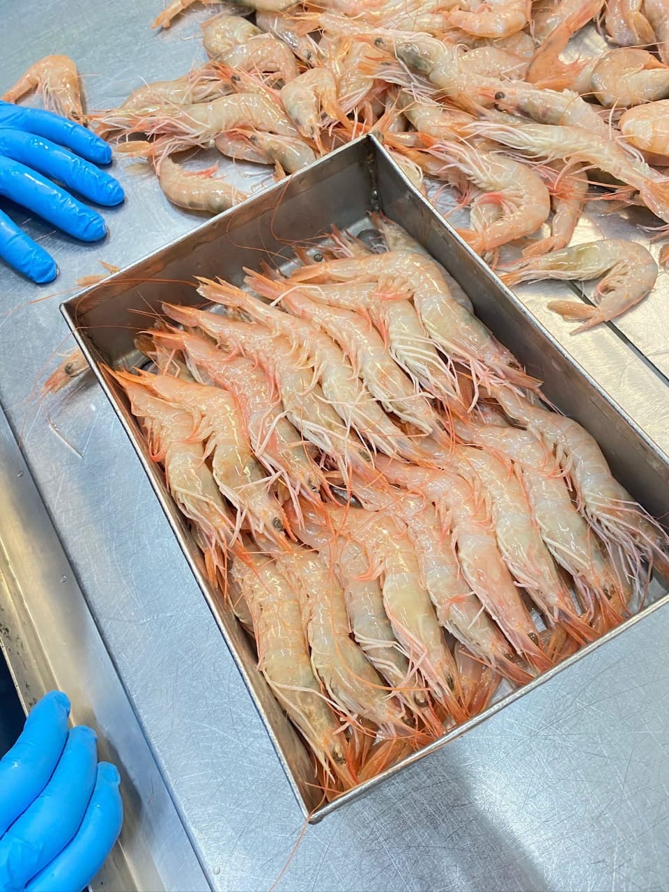 crustaceans product 1