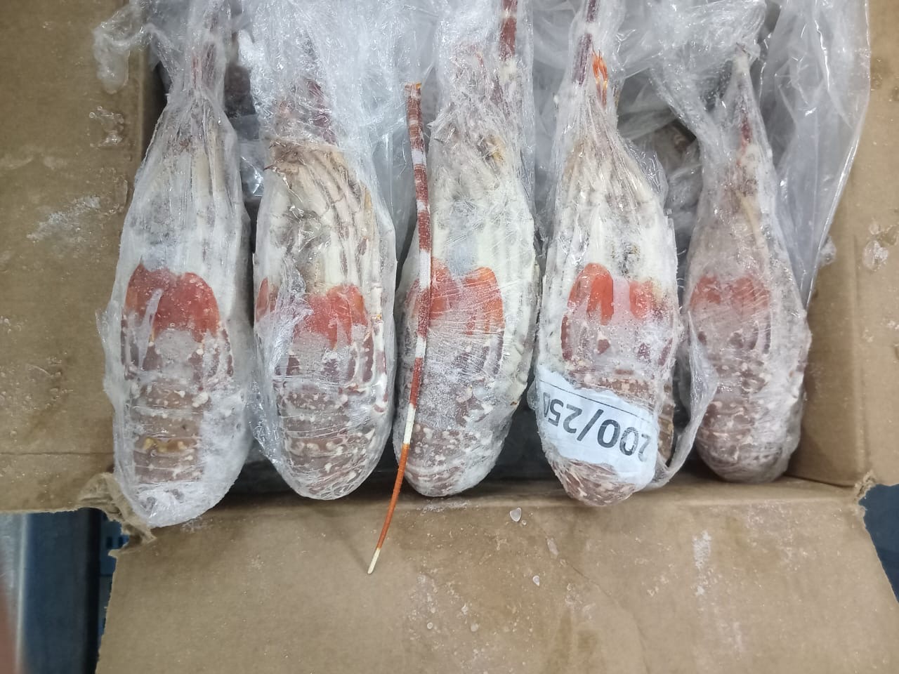 crustaceans product 2