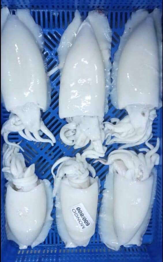 cuttlefish product 1
