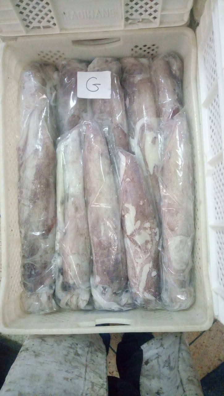 cuttlefish product 2