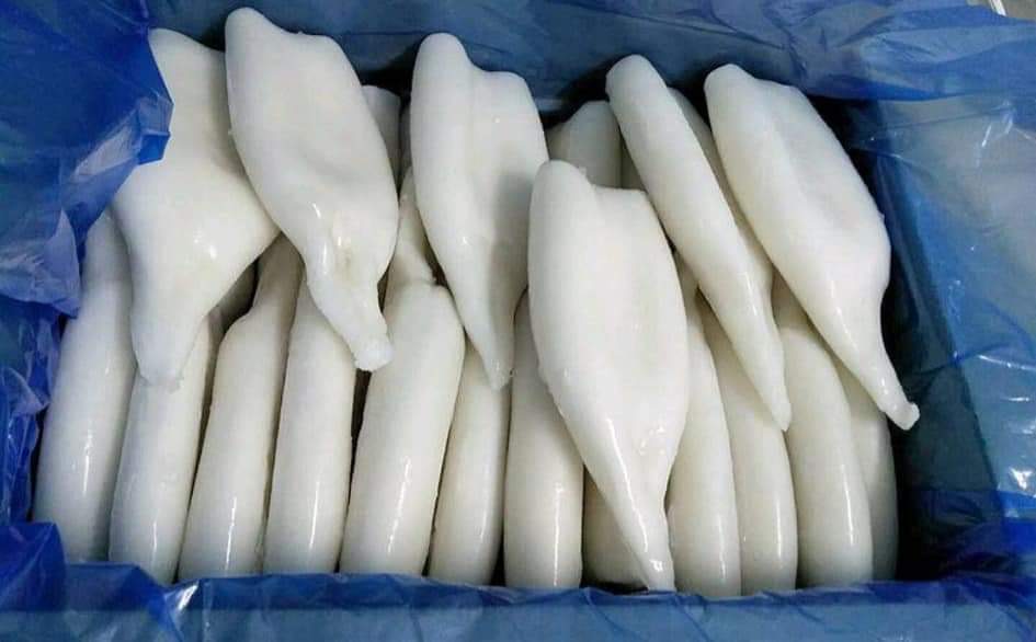 cuttlefish product 3