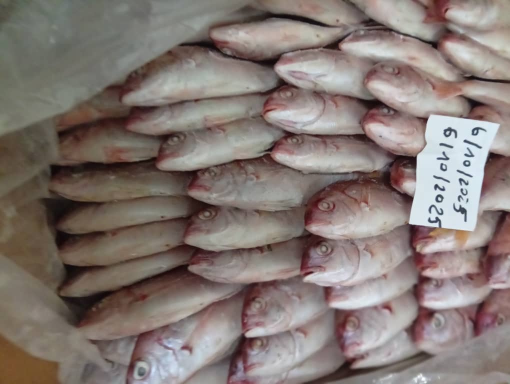 fish product 1