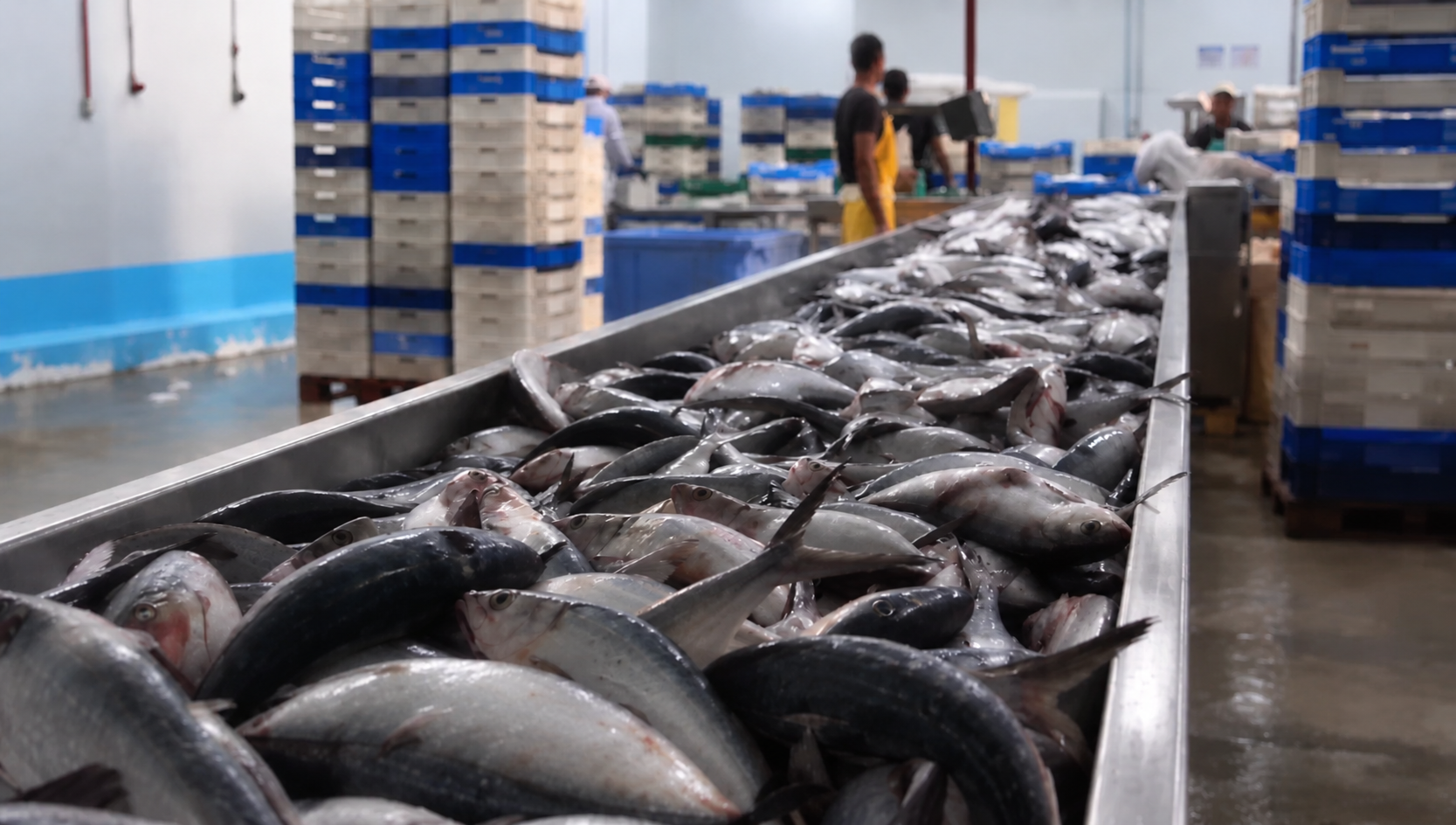 Seafood processing at AZZA Seafood partner facility